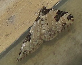 Xanthorhoe fluctuata, Geometridae